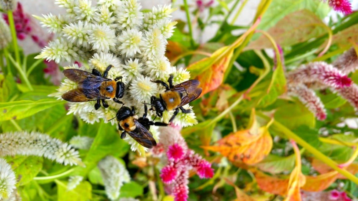 Study identifies spread of bee disease via flowers