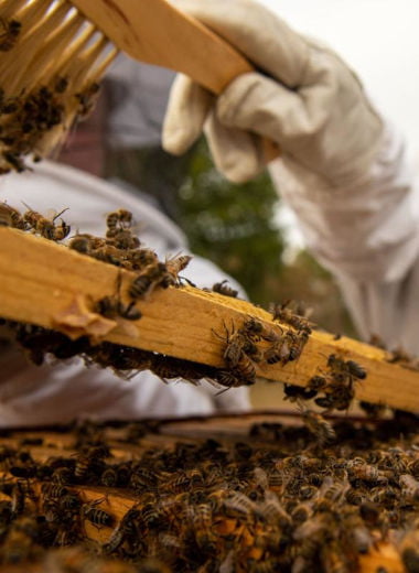 Beekeeping Fiji