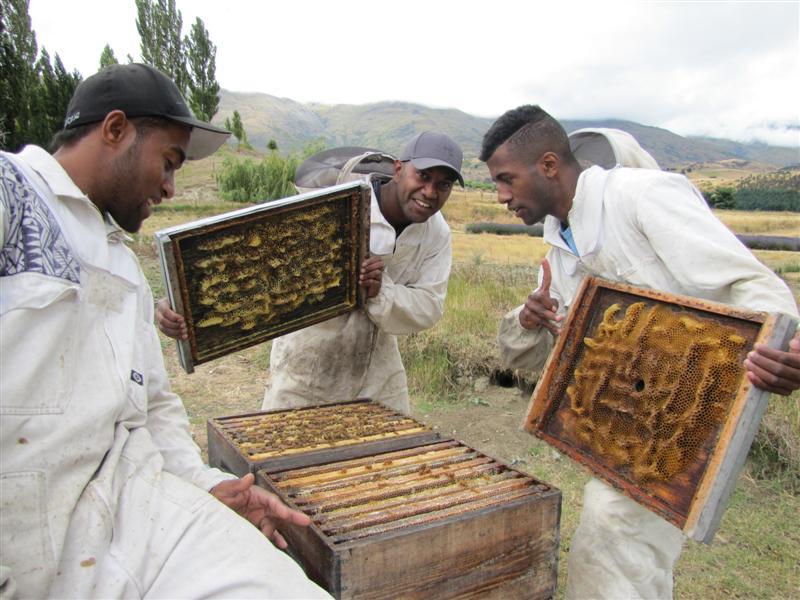 Fijian beekeepers, from left, Tai Kadavaki (25), Tom Matai (25) and Jeremaia Salu (17) are learning from Central Otago beekeepers over the summer. Photo by Mark Price