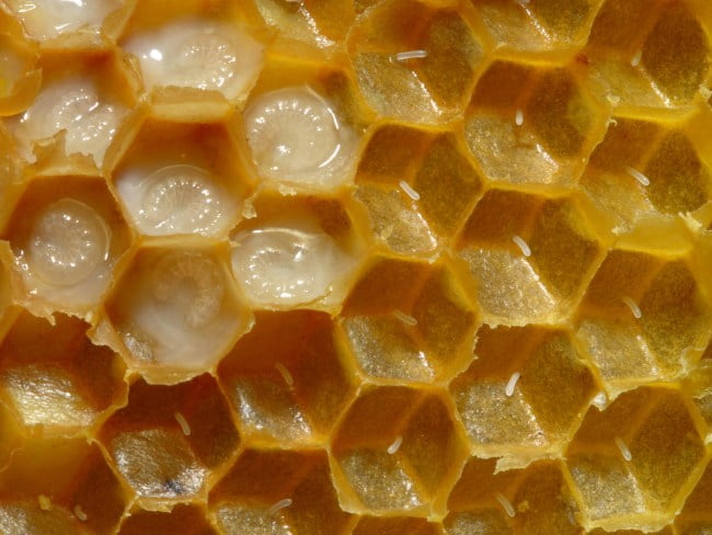 Eggs and larvae in the brood nest. By Waugsberg (talk · contribs) – Self-photographed, CC BY-SA 3.0, https://commons.wikimedia.org/w/index.php?curid=2009806