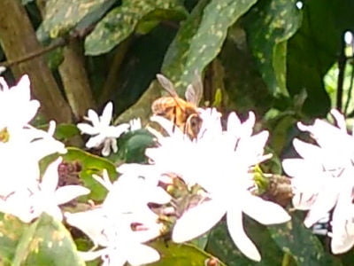 Honey bee on coffee flower in Fiji. Photo: Helen Sykes