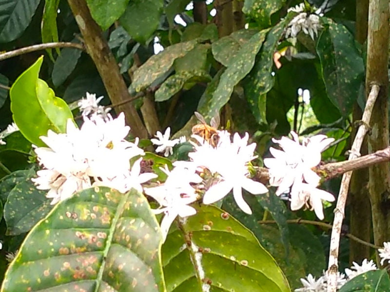 Honey bee on coffee flower in Fiji. Photo: Helen Sykes