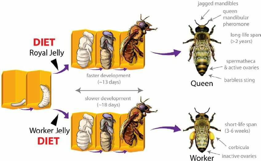 Physiological differences between worker and queen