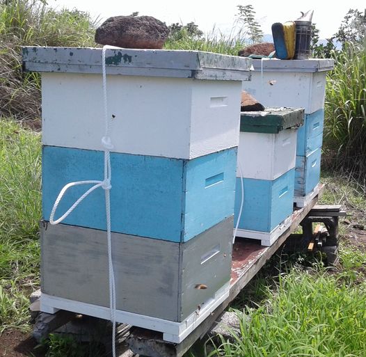 During Cyclone Winston we learned that almost all the hives in the hardest hit areas topple over. The main difference between losing only 10% or 20% of bee colonies and losing 70% or more was whether the beekeeper roped or strapped the hives so that the hive bottom, boxes and lid all stayed together with the frames inside.
