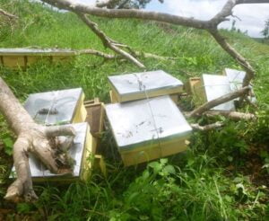 During Cyclone Winston we learned that almost all the hives in the hardest hit areas topple over. The main difference between losing only 10% or 20% of bee colonies and losing 70% or more was whether the beekeeper roped or strapped the hives so that the hive bottom, boxes and lid all stayed together with the frames inside. Photo: John Caldera