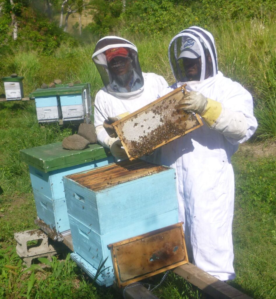 BEEKEEPER-MENTOR-PROGRAM