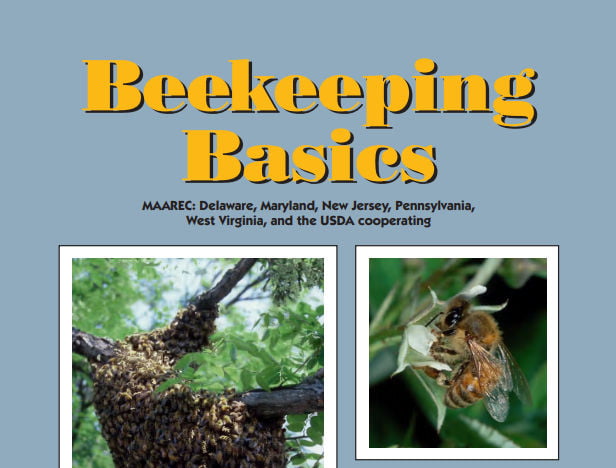 Bee-Basics