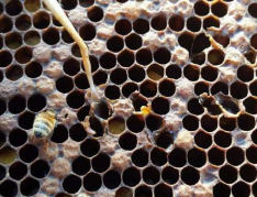 American Foulbrood Disease