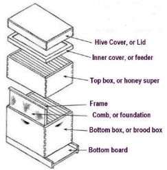 A typical beehive consists of two  
boxes containing frames with wax 
foundation, a cover, inner cover, and  bottom board.