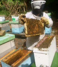 The bee colony in a new hive typically consists of only 3-5 frames of brood and  bees