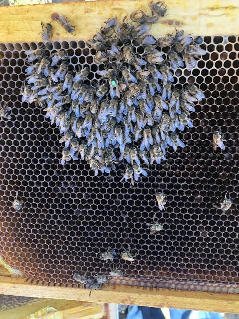 5 Ways To Help A Failing Hive