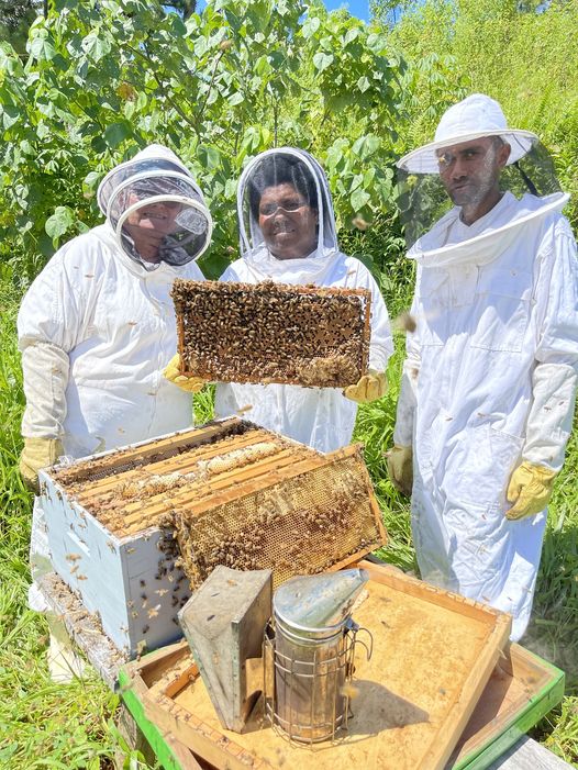 Fiji Farmer to Farmer invites interested beekeepers or groups of beekeepers from the Northern Division to apply for an eight-month training and mentorship program. 