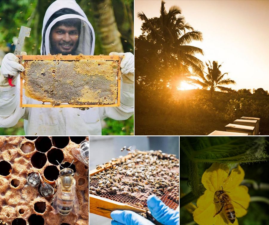 Pacific Beekeepers Photo Contest For World Bee Day 2024