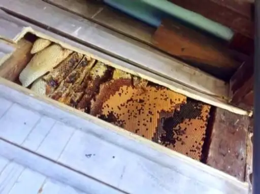 Backyard Beekeeping: A Sweet Success Story For 100,000 Homeowners Backyard Beekeeping: A Sweet Success Story For 100,000 Homeowners