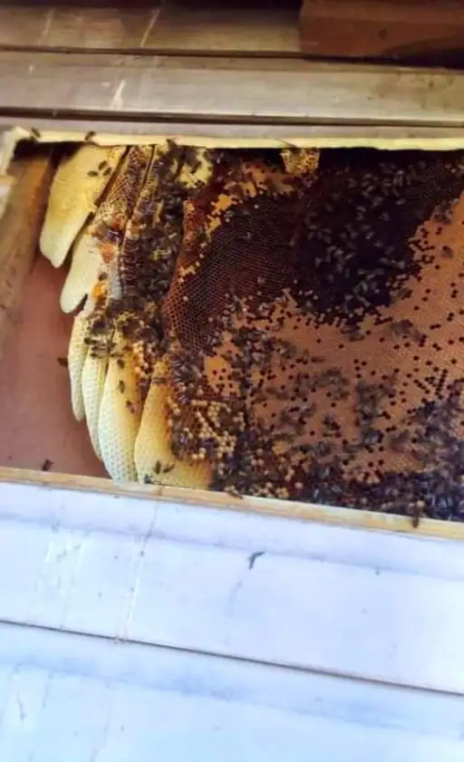 Backyard Beekeeping: A Sweet Success Story for 100,000 Homeowners