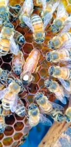 MaRked a few f1 genetic queen today