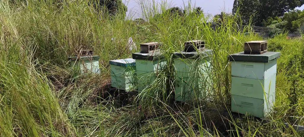 beehives