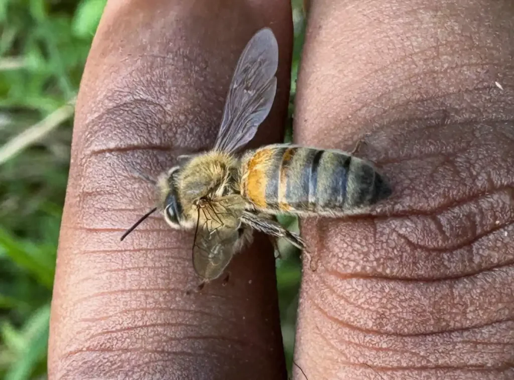 Introduction To Beekeeping Training - Cegu Valley Farm (Nukunuku, Tabia, Labasa) - 29th April, 2025
