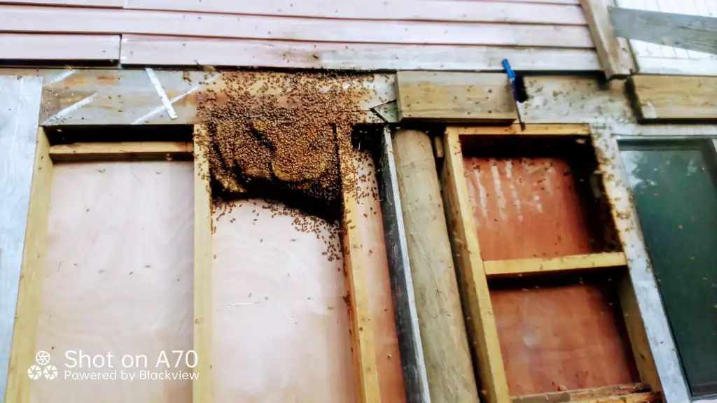 Been busy lately, removing bee's and keeping them in hives.