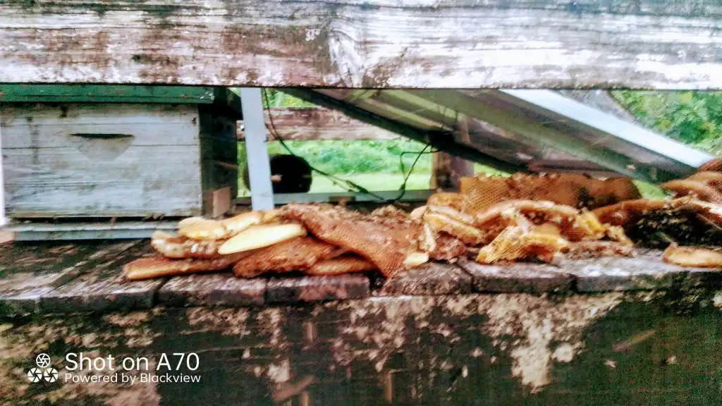 Been busy lately, removing bee's and keeping them in hives.
