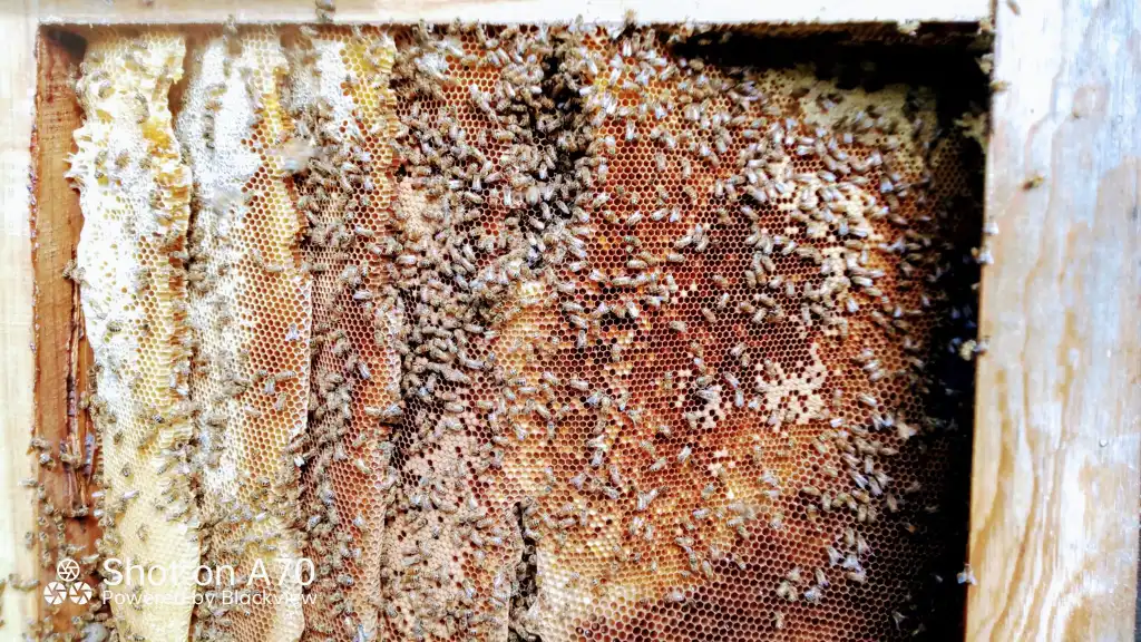 Been busy lately, removing bee's and keeping them in hives.