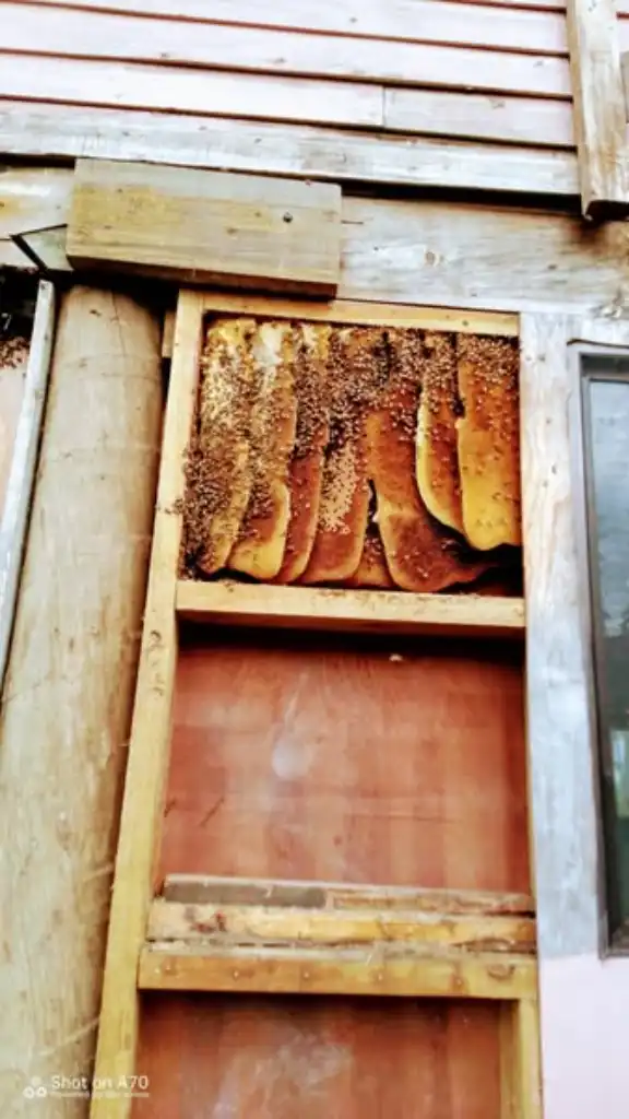 Been busy lately, removing bee's and keeping them in hives.