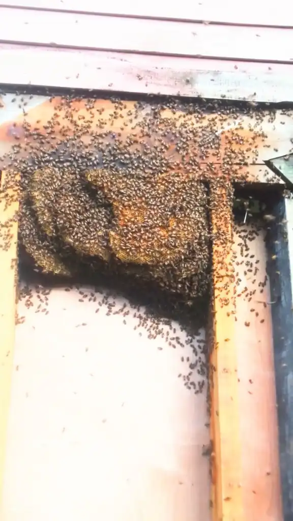 Been busy lately, removing bee's and keeping them in hives.